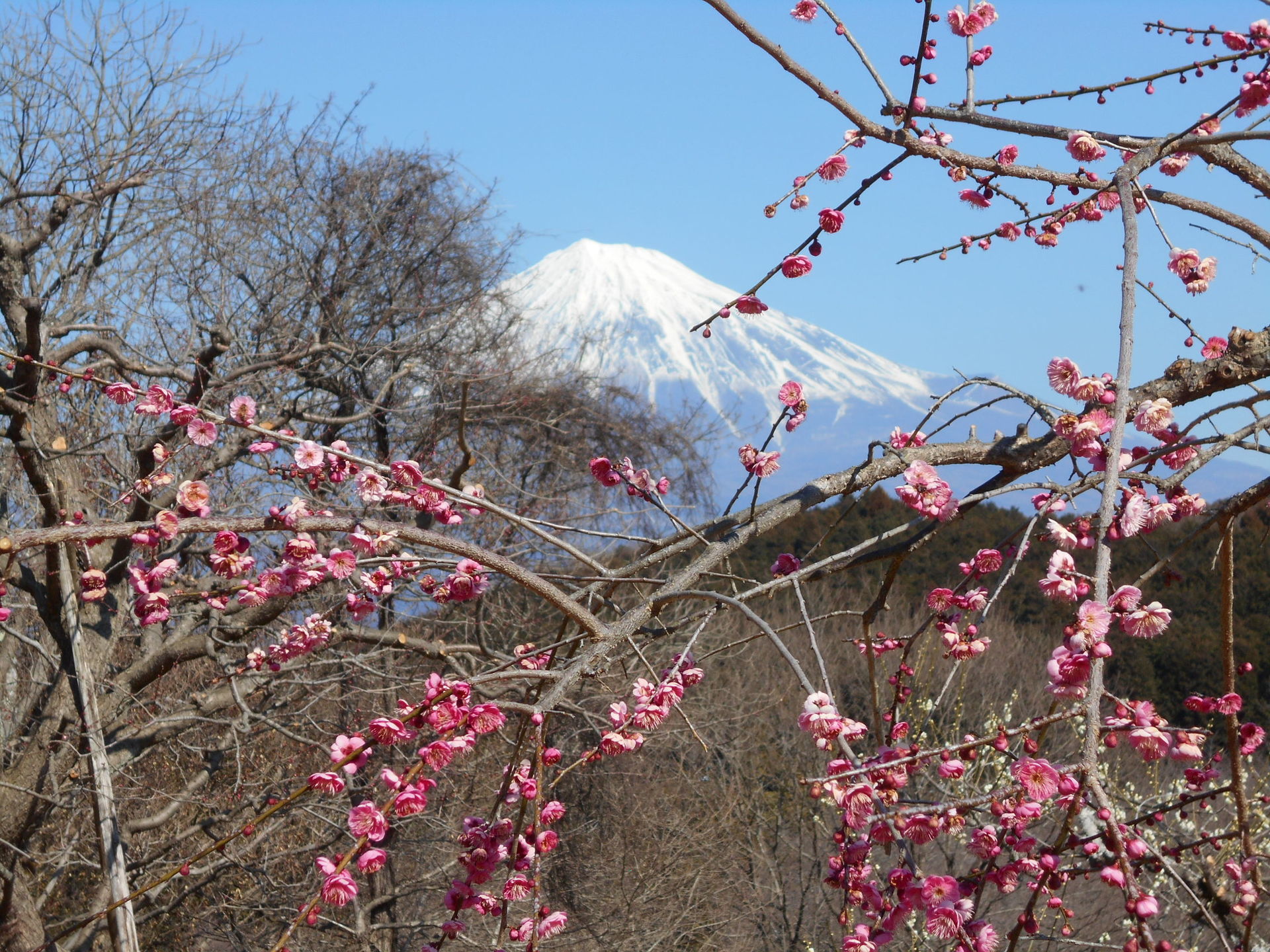 河津桜のつもりが富士山と遊ぶと静岡県立美術館蜷川実花展へ 夫婦で登る百名山